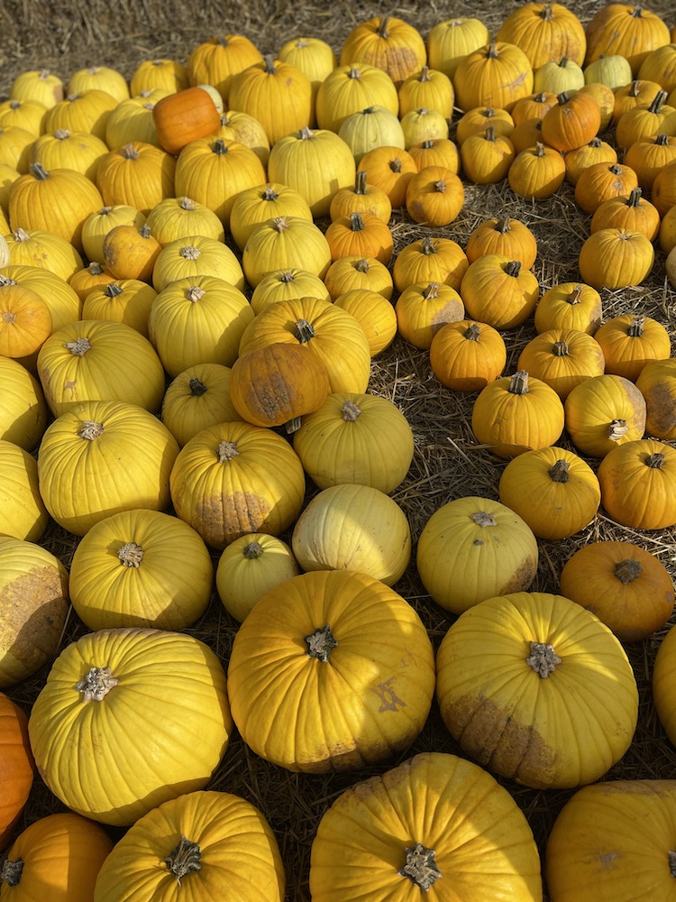 Cammas Hall Farm Pumpkins