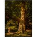 Alan McFetridge: Under This One Tree Photography Exhibition in Holland Park