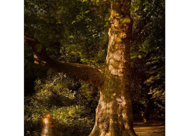 Under This One Tree - Photography Exhibition